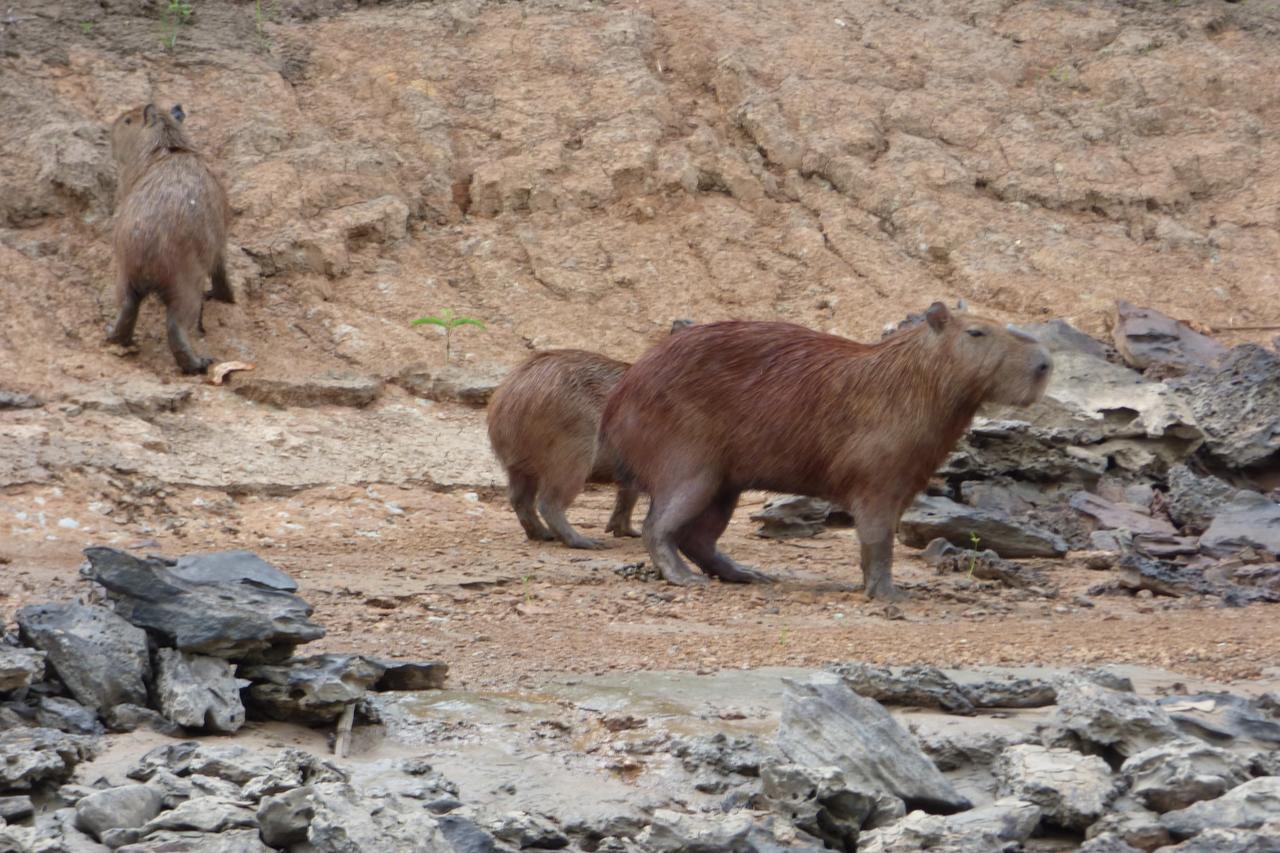 פוארטו מלדונדו Tambopata River מראה חיצוני תמונה